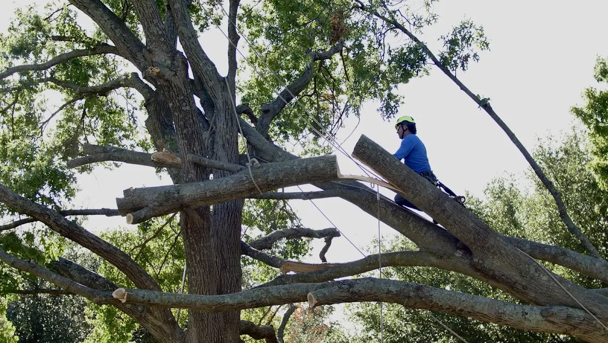 Professional Crown Thinning performed by certified arborists in Lima